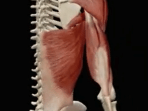 CURSO DE LESIONES MUSCULARES Y SU ABORDAJE MULTIDISCIPLINAR